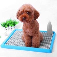 恩澤（日新）寵物日用品廠 專注品質，引領寵物日用百貨新風尚